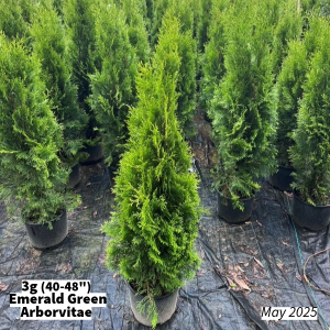 May 2025 3g Emerald Green Arborvitae Group for Website
